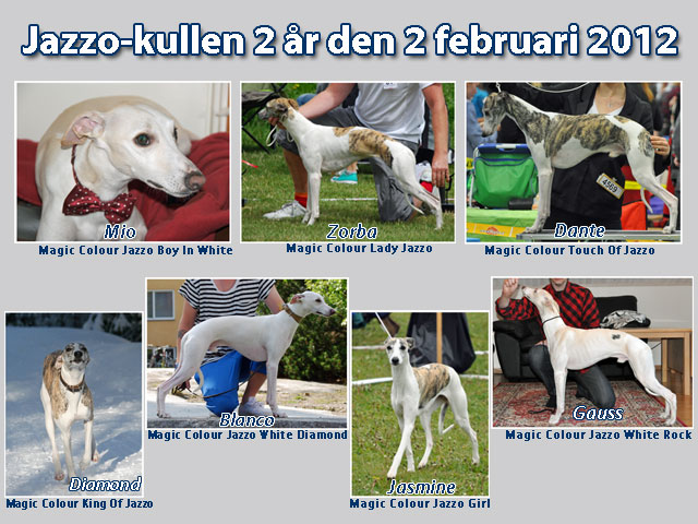 Jazzo-kullen 2 år
