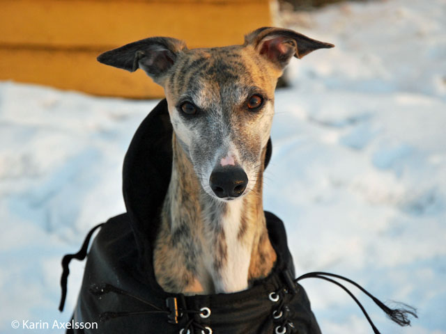 Nova