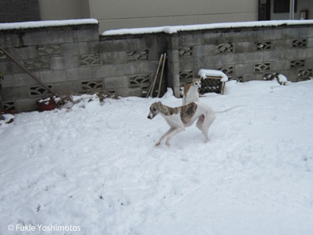 Snow
