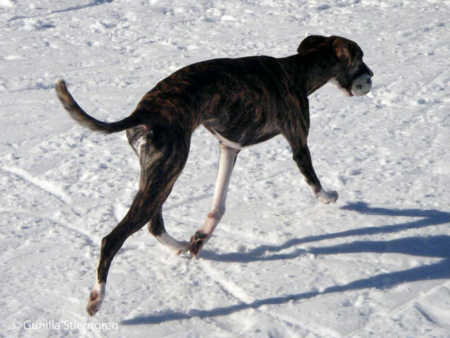 Vitesse i Fjällen