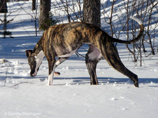 Vitesse i Fjällen