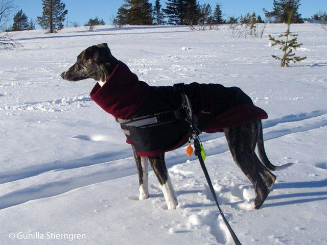 Vitesse i Fjällen