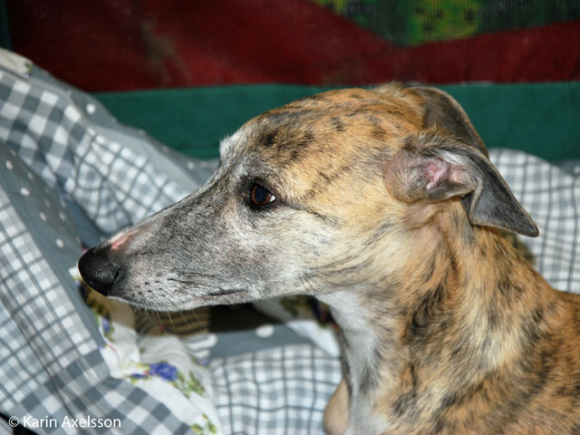 Nova