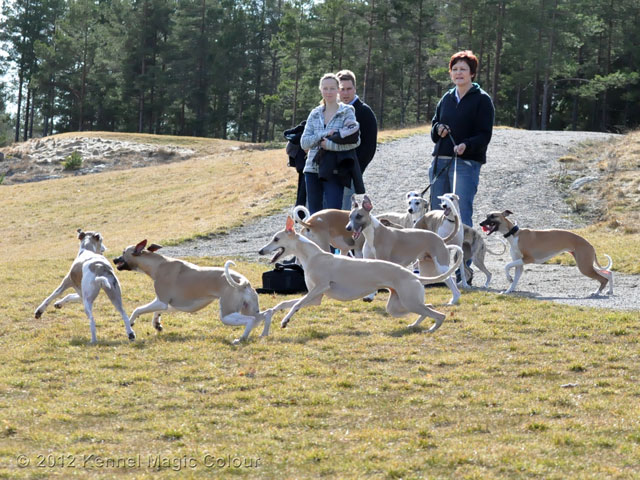 Vårprommenad