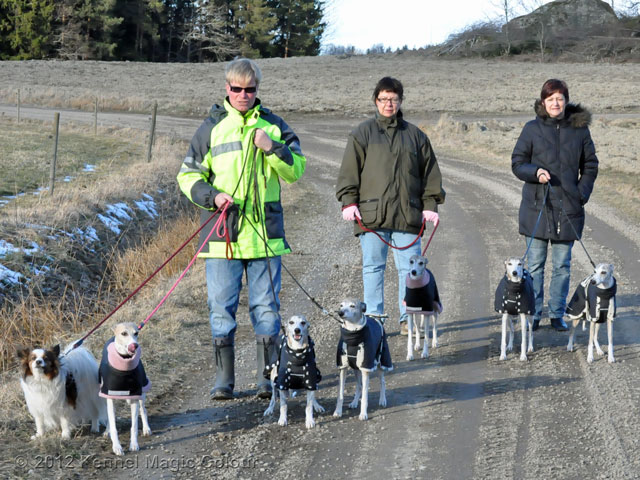 Besök hos kennel Golden Whip