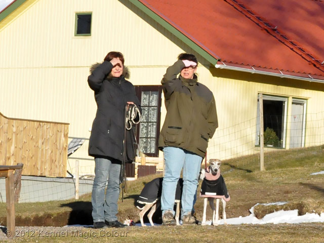 Besök hos kennel Golden Whip