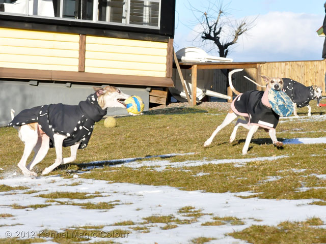 Besök hos kennel Golden Whip