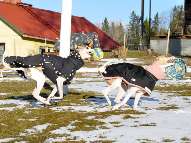 Besök hos kennel Golden Whip