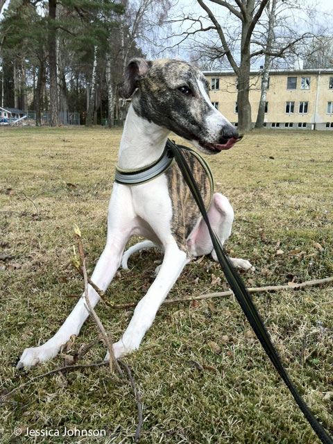 Walther
