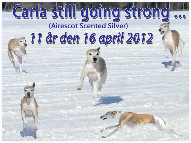 Carla 11 år
