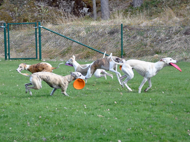 Whippetkillar på besök
