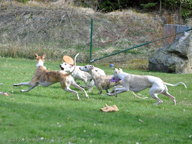 Whippetkillar på besök