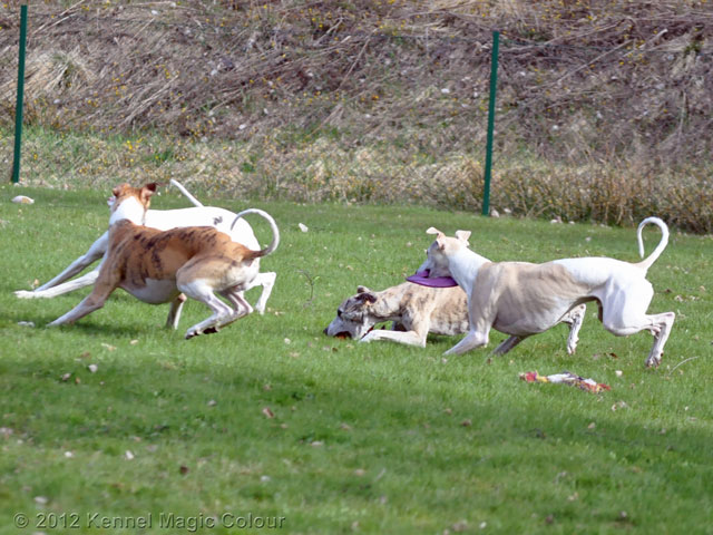 Whippetkillar på besök
