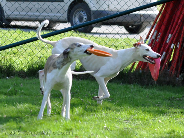 Whippetkillar på besök