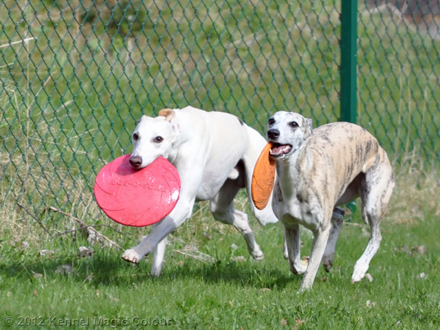 Whippetkillar på besök
