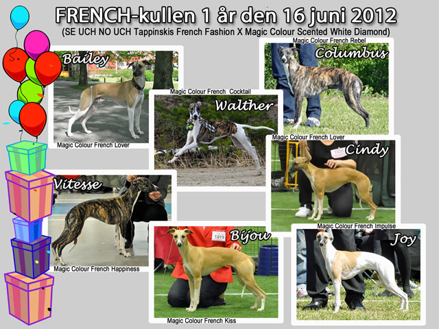 French Kullen 1 år