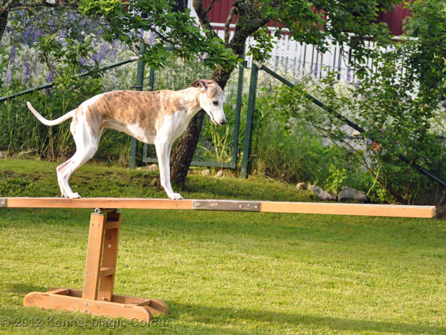 Tiger på besök