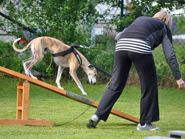 Tiger på besök