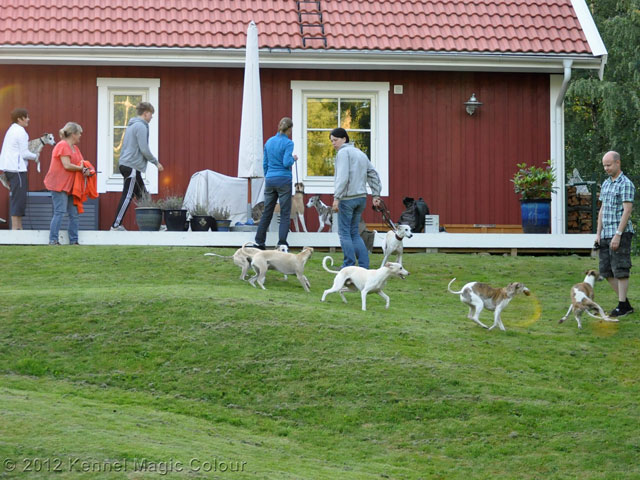 Ringträning & Kennelträff