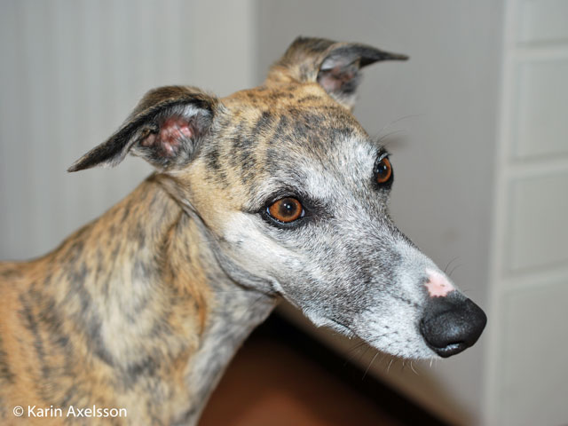 Nova