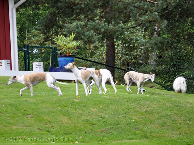 Besök av Kennel Golde Whip