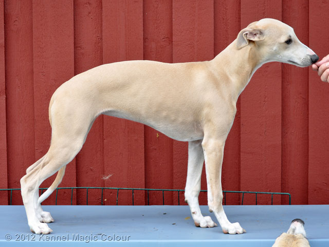 Besök av Kennel Golde Whip