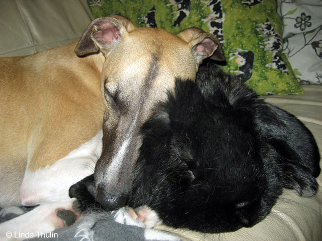 Bailey