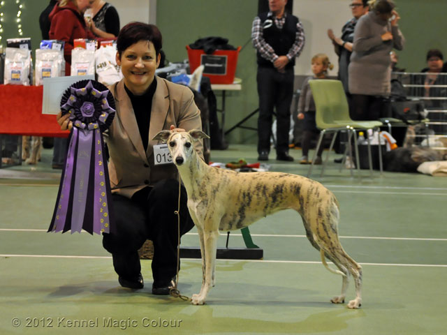 Chili - DK Whippet Rasvinnare 2012
