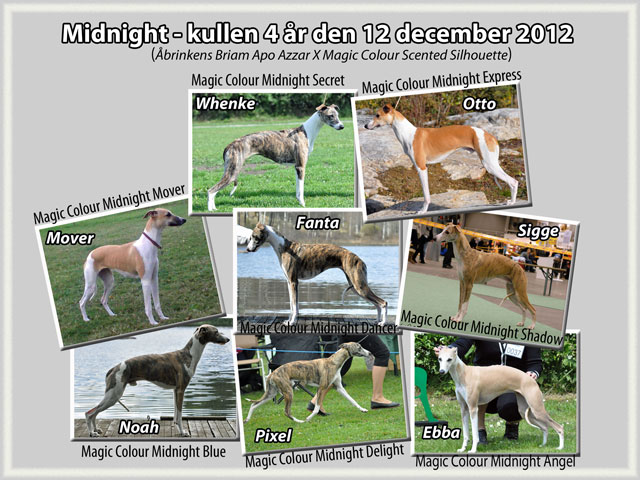 Midnight-kullen 4 år