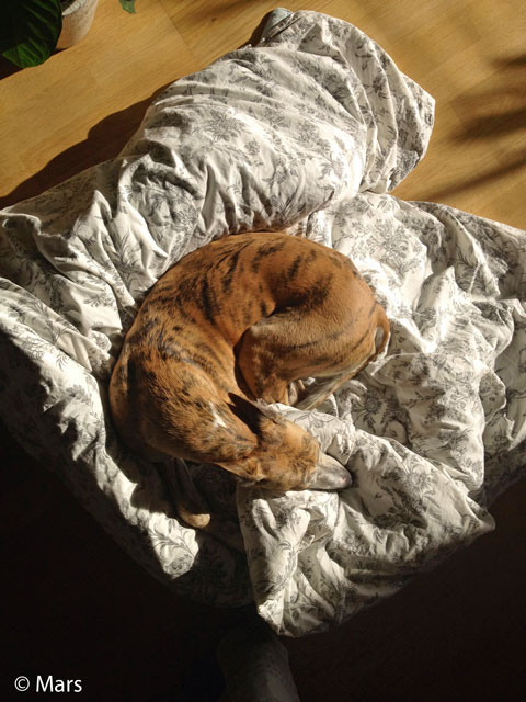 Mir
