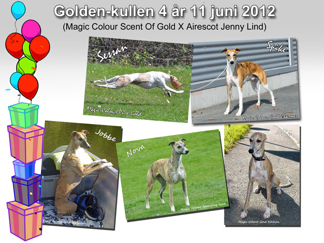 Gold-kullen 4 år