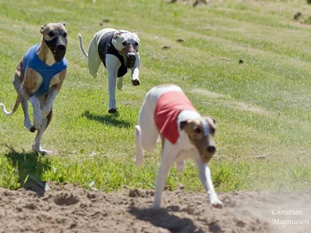 Gauss på whippetrace