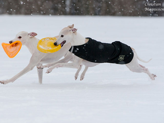 Gaus och kusiner