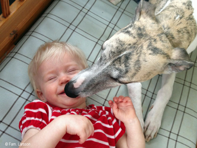 Tintin