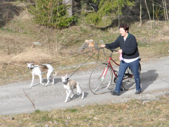 Chanel på lure coursing träning