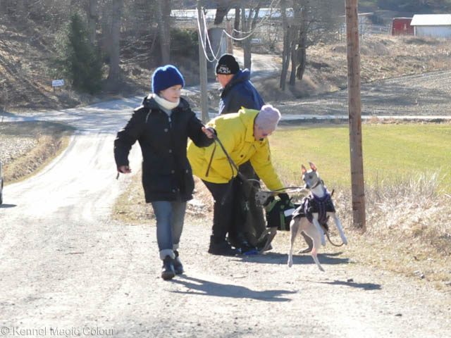 Chanel på lure coursing träning