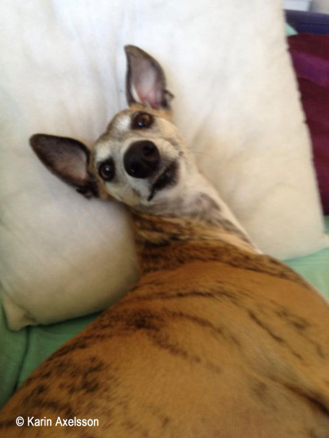 Nova