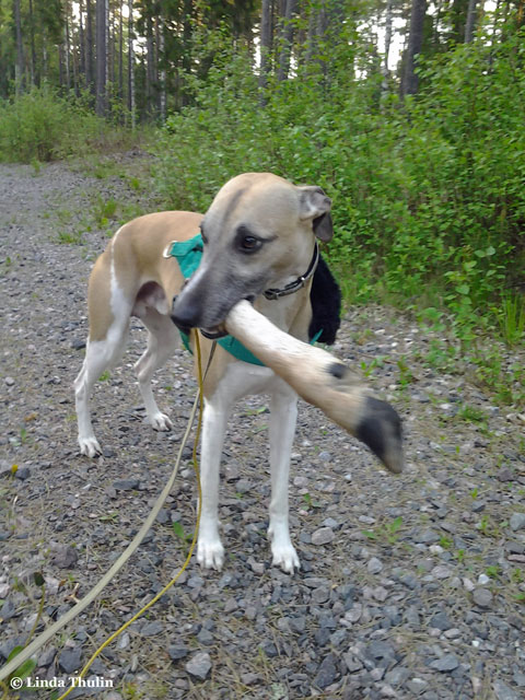 Bailey