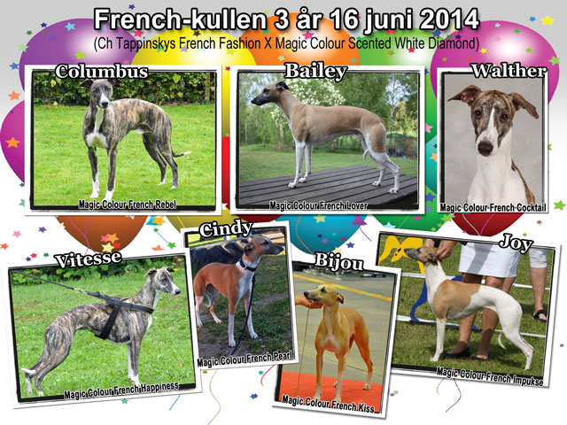 French-kullen 3 år