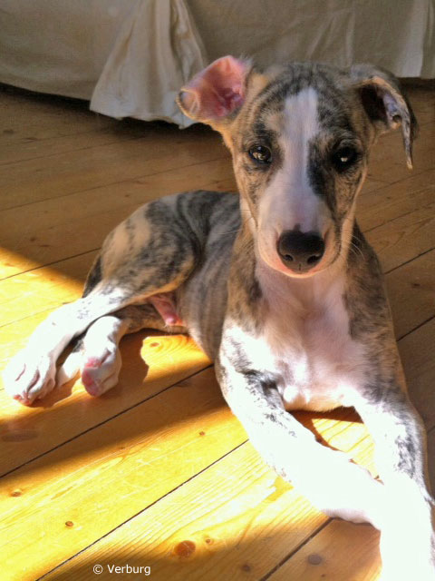 Scout