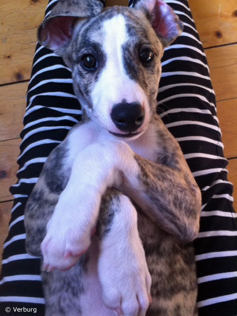 Scout