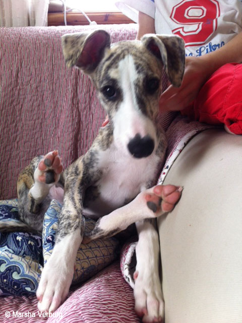 Scout