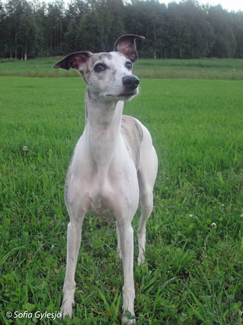 Jasmine