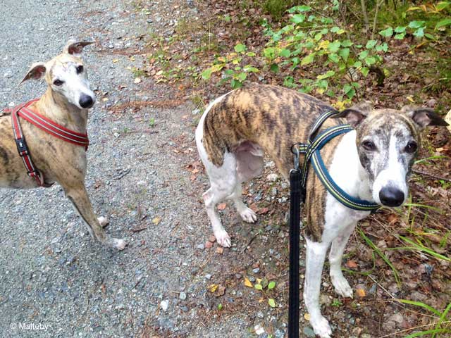 Walther & Pluto