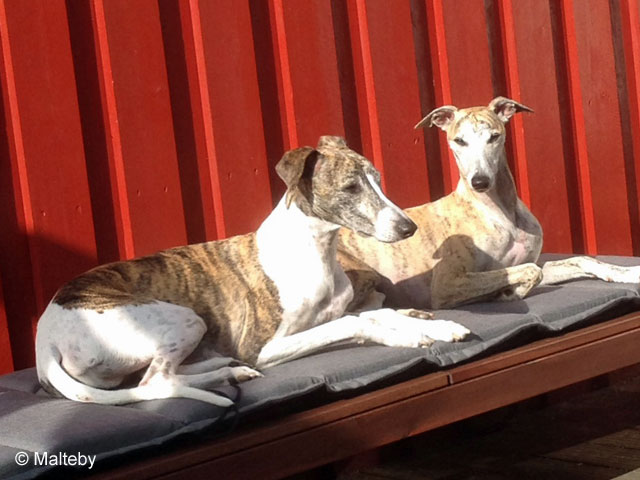 Walther och Pluto
