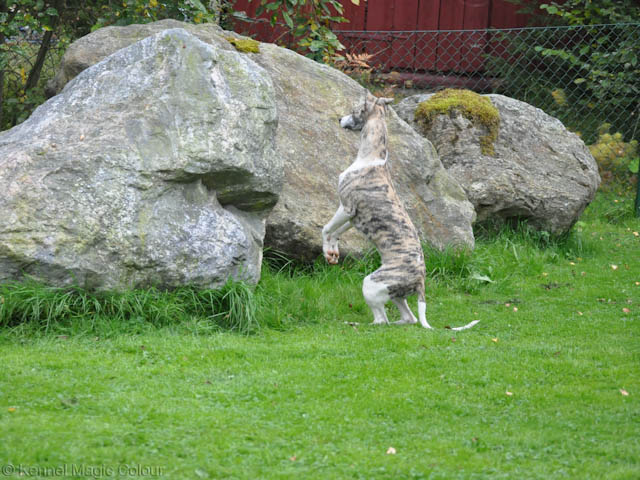 Leo på besök