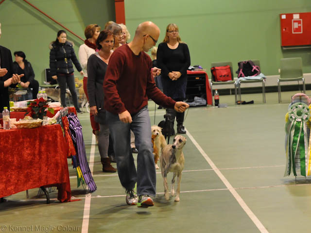 Leffe - årets whippet i Damark