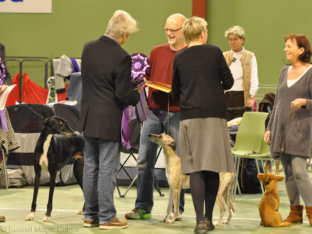 Leffe - årets whippet i Damark