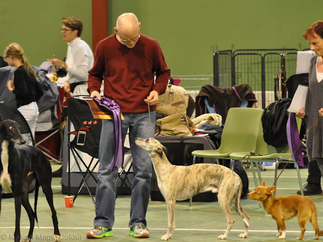 Leffe - årets whippet i Damark