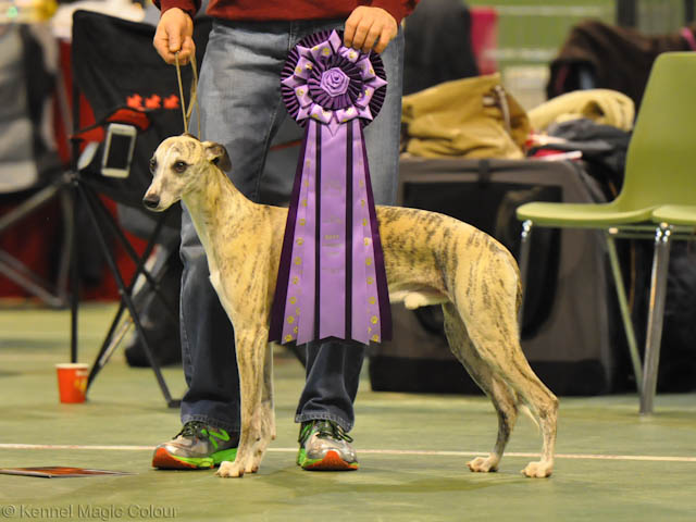 Leffe - årets whippet i Damark